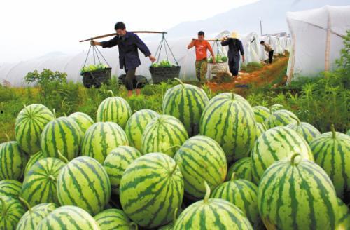 吃瓜大妈照片高清,趣味横生的市井生活剪影