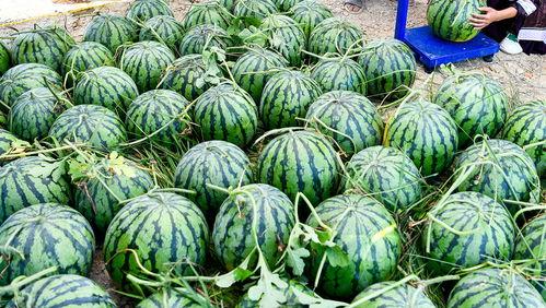 中华民族吃瓜事件,揭秘中华民族的“吃瓜”文化现象