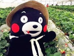 熊女士吃瓜视频,揭秘娱乐圈幕后故事