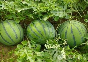 吃西瓜好还是吃瓜好呢