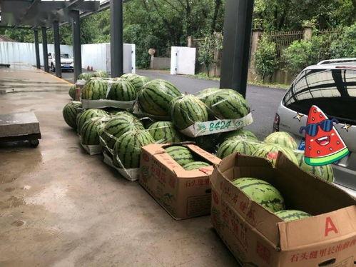 大学路上海吃瓜,探寻上海街头的小吃瓜乐园