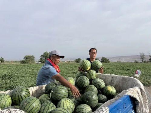 建造师吃瓜,揭秘建筑行业幕后趣闻