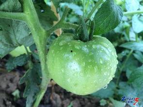 吃瓜绿色法皇,网络红人的崛起与影响力