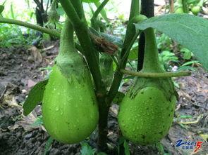 吃瓜绿色法皇,网络红人的崛起与影响力