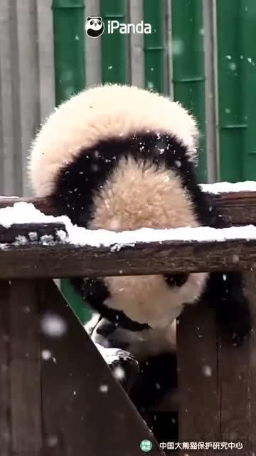 吃瓜小熊寿衣,揭秘寿衣文化中的趣味与温情