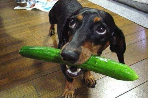 教狗狗吃瓜,教狗狗愉快吃瓜的趣味教程