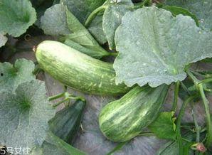 嫩瓜怎么吃,探索嫩瓜的多样美味