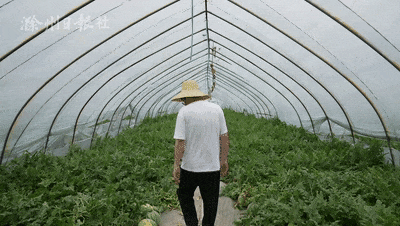 滁州市吃瓜,吃瓜群众的味蕾盛宴