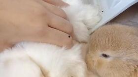 动物吃瓜球,动物们的独特美食之旅