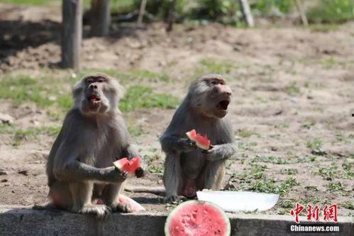 动物吃瓜球,动物们的独特美食之旅