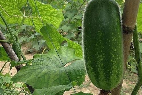 女性吃大瓜好吗