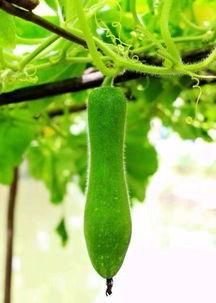 农村什么瓜没人吃,盘点那些“默默无闻”的瓜类