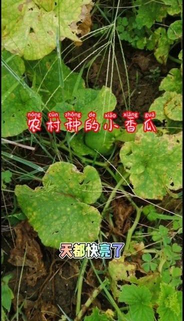 农村什么瓜没人吃,盘点那些“默默无闻”的瓜类