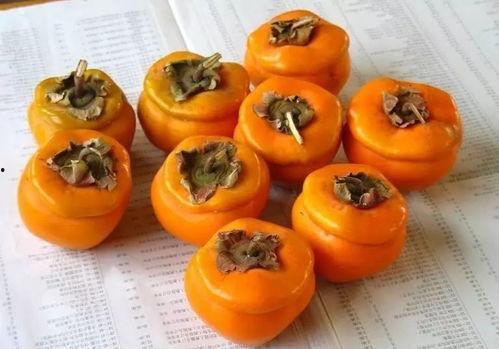 吃柿子忌吃老方瓜吗