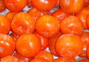 吃柿子忌吃老方瓜吗