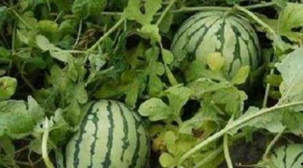 在路边吵架吃瓜