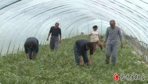 江苏宿迁吃瓜,探寻江苏宿迁的甜蜜美食之旅