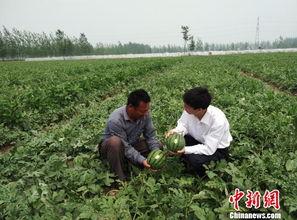 江苏宿迁吃瓜,探寻江苏宿迁的甜蜜美食之旅