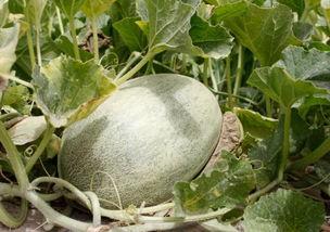 没吃明白的瓜,一场引人入胜的真相大揭秘