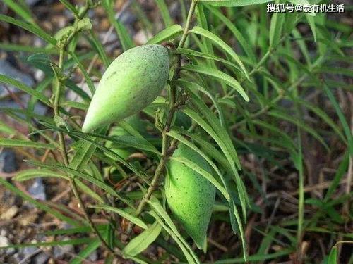 草丛打野吃瓜,揭秘打野英雄的神秘瓜界传奇