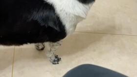 泡芙奶奶吃瓜,揭秘娱乐圈幕后故事