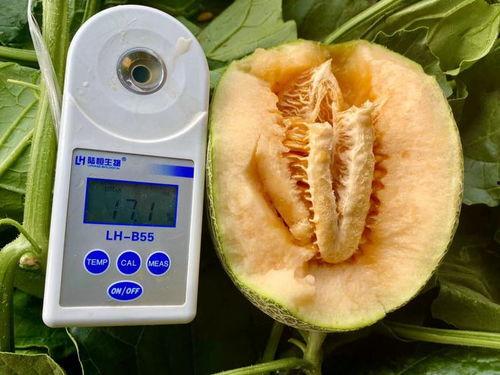 最热吃瓜合集,盘点那些让人笑到肚子疼的瓜界奇闻