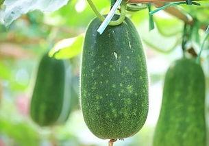 最热吃瓜合集,盘点那些让人笑到肚子疼的瓜界奇闻