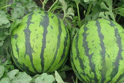 23岁早上吃瓜,一场瓜界的盛宴