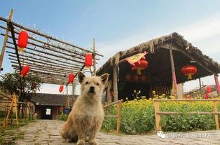 吃瓜的咩咩羊,揭秘娱乐圈的幕后故事