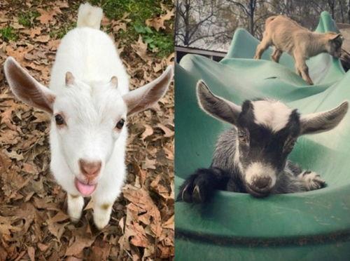 吃瓜的咩咩羊,揭秘娱乐圈的幕后故事