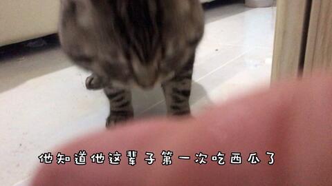 趣事猫吃瓜群,揭秘猫咪界的八卦风云