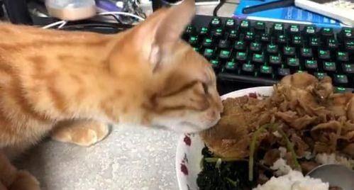 趣事猫吃瓜群,揭秘猫咪界的八卦风云