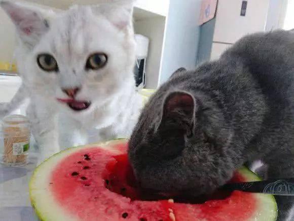 趣事猫吃瓜群,揭秘猫咪界的八卦风云