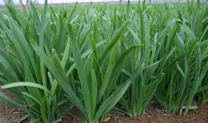 吃瓜群众韭菜,揭秘“吃瓜群众”与“韭菜”背后的社会现象