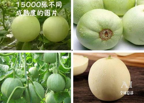 吃瓜群众福西西