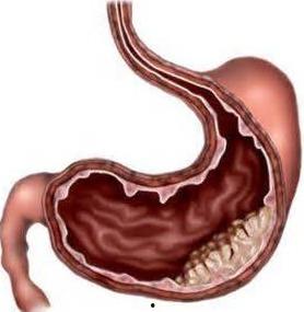 胃炎可以吃虎耳瓜吗,虎耳瓜的养生之道