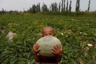 吃瓜不知自己也是瓜,吃瓜者的自我认知之旅