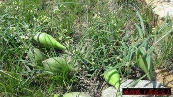 胡芦瓜能和高笋一起吃吗,胡芦瓜与高笋的搭配食用指南