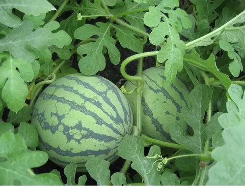 吃瓜吃撑了怎么缓解恶心,恶心不适的舒缓攻略