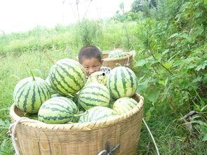 下午去摘瓜吃,一场说走就走的摘瓜之旅