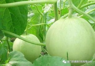 下午去摘瓜吃,一场说走就走的摘瓜之旅