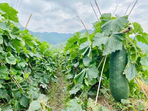 吃瓜速览,盘点娱乐圈最新热点事件