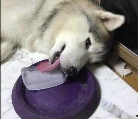 吃瓜和舔狗,吃瓜群众与舔狗众生相