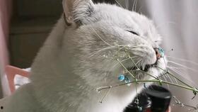 受害鱼吃瓜,揭秘水下美食背后的故事