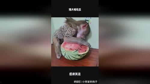 狒手瓜怎么吃,探索美味与营养的完美结合