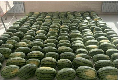 临沂吃瓜新闻,揭秘当地热点事件背后的真相与笑料