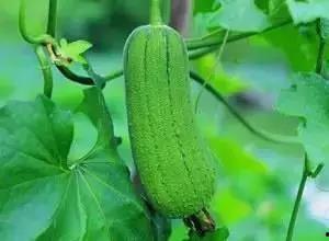 临沂吃瓜新闻,揭秘当地热点事件背后的真相与笑料