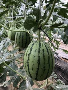 台州网红吃瓜,揭秘网络红人的幕后故事