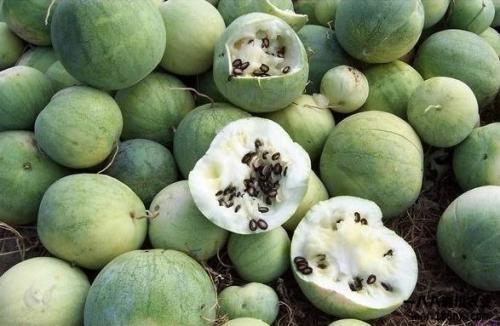 吃全球的瓜,尽享“吃全球”的瓜香四溢