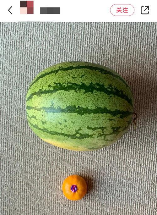 吃全球的瓜,尽享“吃全球”的瓜香四溢